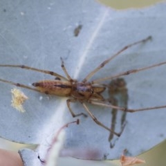Cheiracanthium sp. (genus) (Unidentified Slender Sac Spider) at Hawker, ACT - 28 Nov 2020 by AlisonMilton