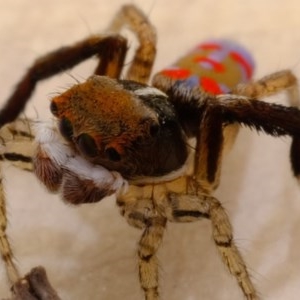 Maratus pavonis at Florey, ACT - suppressed