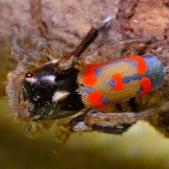 Maratus pavonis at Florey, ACT - suppressed