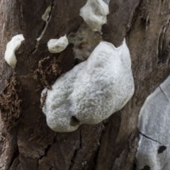 Unidentified Scale insect or Mealybug (Hemiptera, Coccoidea) at Acton, ACT - 2 Dec 2020 by AlisonMilton