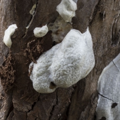 Unidentified Scale insect or Mealybug (Hemiptera, Coccoidea) at Acton, ACT - 2 Dec 2020 by AlisonMilton