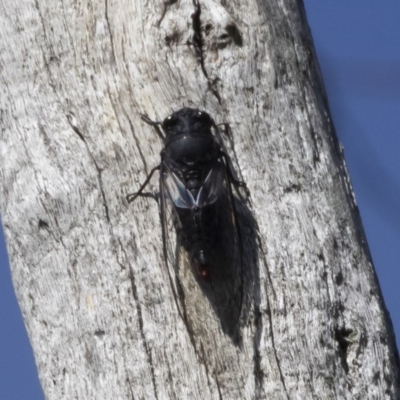 Yoyetta denisoni (Black Firetail Cicada) at Michelago, NSW - 30 Nov 2020 by Illilanga
