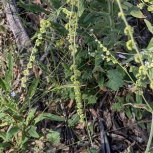 Cynoglossum australe at Downer, ACT - 2 Dec 2020