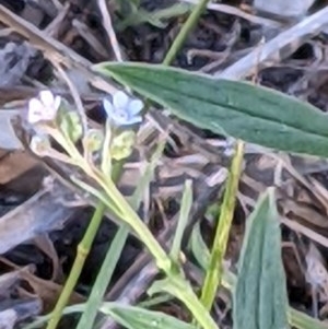 Cynoglossum australe at Downer, ACT - 2 Dec 2020