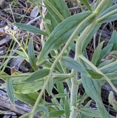 Cynoglossum australe at Downer, ACT - 2 Dec 2020