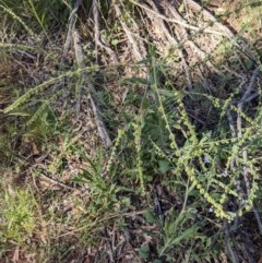 Cynoglossum australe at Downer, ACT - 2 Dec 2020 09:21 AM