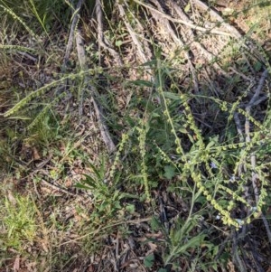 Cynoglossum australe at Downer, ACT - 2 Dec 2020