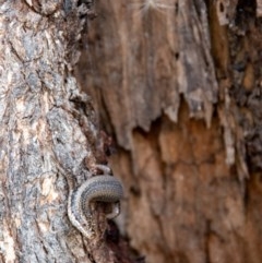 Egernia striolata (Tree Skink) at Frogmore, NSW - 29 Nov 2020 by b