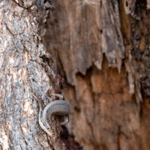 Egernia striolata at Frogmore, NSW - 29 Nov 2020 12:10 PM