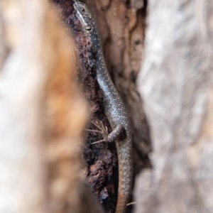 Egernia striolata at Frogmore, NSW - 29 Nov 2020