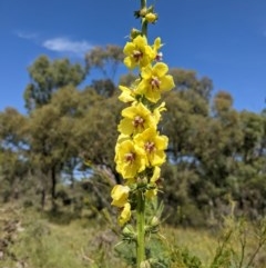 Verbascum virgatum (Green Mullein) at Mount Majura - 1 Dec 2020 by abread111