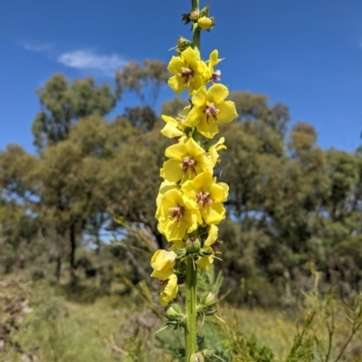 Verbascum virgatum (Green Mullein) at Mount Majura - 1 Dec 2020 by abread111