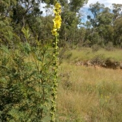 Verbascum virgatum at Hackett, ACT - 2 Dec 2020