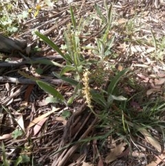 Plantago varia (Native Plaintain) at Mount Majura - 1 Dec 2020 by abread111