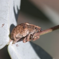 Gonipterus sp. (genus) (Eucalyptus Weevil) at Scullin, ACT - 14 Nov 2020 by AlisonMilton