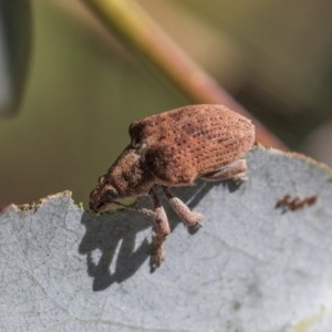 Gonipterus sp. (genus) at Scullin, ACT - 14 Nov 2020