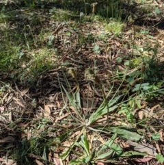 Plantago lanceolata (Ribwort Plantain, Lamb's Tongues) at Mount Majura - 1 Dec 2020 by abread111