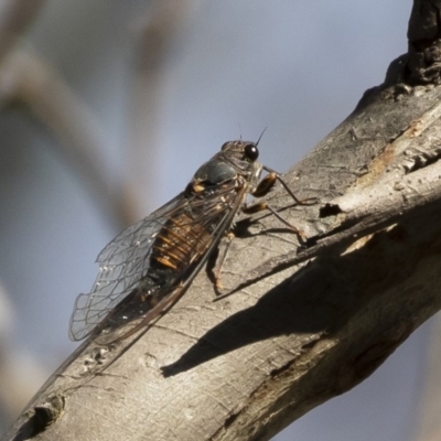 Yoyetta australicta (Southern Ticking Ambertail) at Michelago, NSW - 2 Dec 2020 by Illilanga