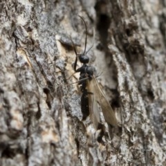 Yoyetta australicta at Michelago, NSW - 2 Dec 2020 06:56 AM