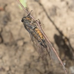 Yoyetta robertsonae (Clicking Ambertail) at Acton, ACT - 1 Dec 2020 by AlisonMilton