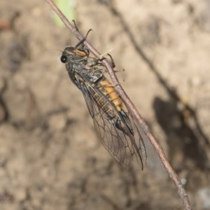 Yoyetta robertsonae at Acton, ACT - 2 Dec 2020