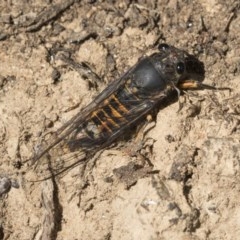 Yoyetta robertsonae at Acton, ACT - 2 Dec 2020