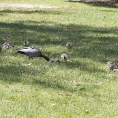 Chenonetta jubata (Australian Wood Duck) at ANBG - 2 Dec 2020 by AlisonMilton