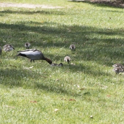 Chenonetta jubata (Australian Wood Duck) at Acton, ACT - 2 Dec 2020 by AlisonMilton