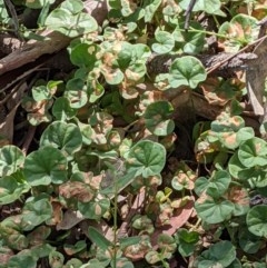 Dichondra repens (Kidney Weed) at Downer, ACT - 1 Dec 2020 by abread111