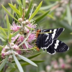 Phalaenoides glycinae (Grapevine Moth) at Michelago, NSW - 21 Nov 2020 by Illilanga