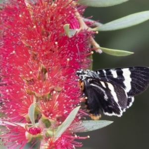 Phalaenoides glycinae at Michelago, NSW - 22 Nov 2020