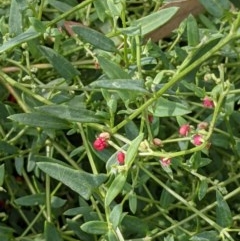 Einadia nutans (Climbing Saltbush) at Mount Majura - 1 Dec 2020 by abread111