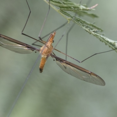 Leptotarsus (Macromastix) costalis (Common Brown Crane Fly) at Acton, ACT - 2 Dec 2020 by AlisonMilton