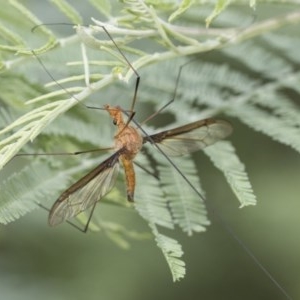 Leptotarsus (Macromastix) costalis at Acton, ACT - 2 Dec 2020