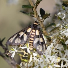 Amata (genus) (Handmaiden Moth) at Michelago, NSW - 19 Apr 2020 by Illilanga