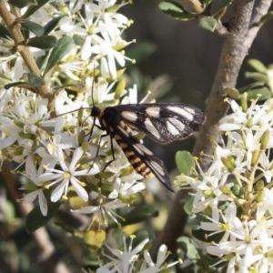 Amata (genus) at Michelago, NSW - 19 Apr 2020
