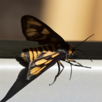 Amata (genus) (Handmaiden Moth) at Michelago, NSW - 3 Dec 2018 by Illilanga