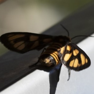 Amata (genus) at Michelago, NSW - 3 Dec 2018 07:43 AM