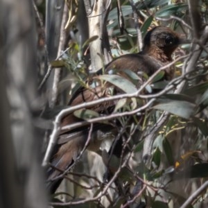 Menura novaehollandiae at Cotter River, ACT - 26 Nov 2020