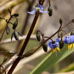 Dianella tasmanica at Cotter River, ACT - 26 Nov 2020