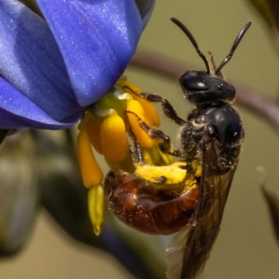 Lasioglossum (Parasphecodes) sp. (genus & subgenus) (Halictid bee) at Namadgi National Park - 26 Nov 2020 by trevsci