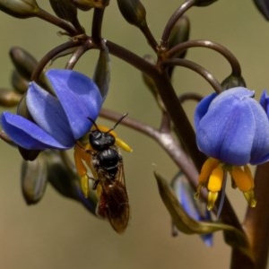 Lasioglossum (Parasphecodes) sp. (genus & subgenus) at Cotter River, ACT - 26 Nov 2020