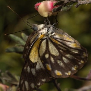 Belenois java at Cotter River, ACT - 26 Nov 2020