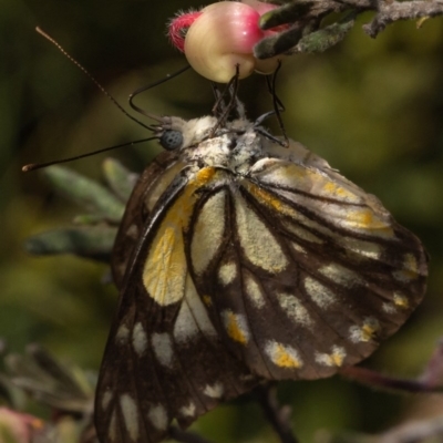 Belenois java (Caper White) at Namadgi National Park - 26 Nov 2020 by trevsci