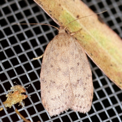 Garrha repandula (a Concealer Moth) at O'Connor, ACT - 25 Nov 2020 by ibaird