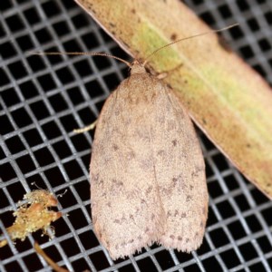 Garrha repandula at O'Connor, ACT - 25 Nov 2020