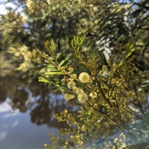 Acacia mearnsii at Downer, ACT - 2 Dec 2020 09:34 AM