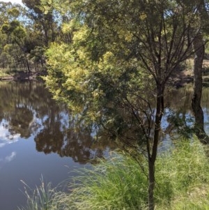 Acacia mearnsii at Downer, ACT - 2 Dec 2020