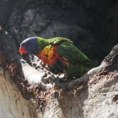 Trichoglossus moluccanus (Rainbow Lorikeet) at Cook, ACT - 1 Dec 2020 by AlisonMilton