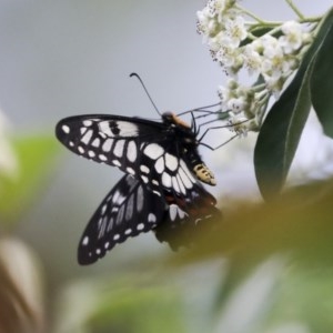 Papilio anactus at Cook, ACT - 1 Dec 2020 11:00 AM